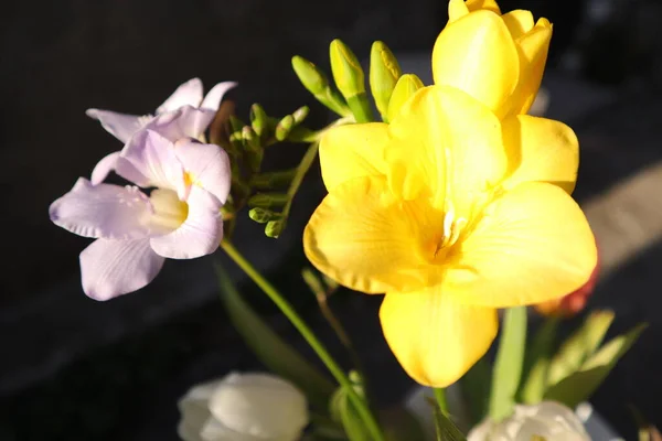Frühlingsblumen Einem Garten Freesia — Stockfoto