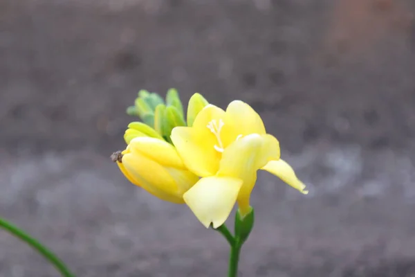 庭の春の花 フリージア — ストック写真