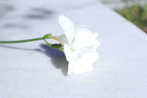 弗里斯兰 花园中的春花 — 图库照片