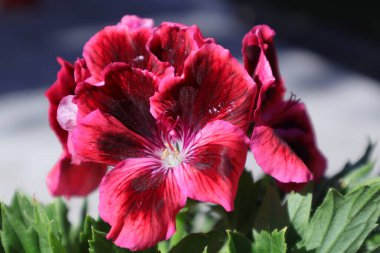 Bahçedeki Bahar Çiçekleri, Geranium