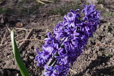 Bahçedeki Bahar Çiçekleri, Hyacynth