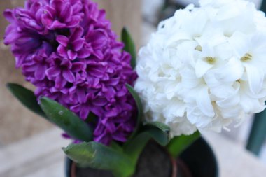 Bahçedeki Bahar Çiçekleri, Hyacynth