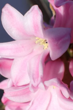 Bahçedeki Bahar Çiçekleri, Hyacynth