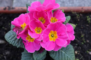 Bahçedeki Bahar Çiçekleri, Primerose, Primula Vulgaris