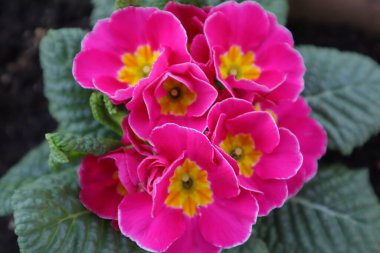 Bahçedeki Bahar Çiçekleri, Primerose, Primula Vulgaris