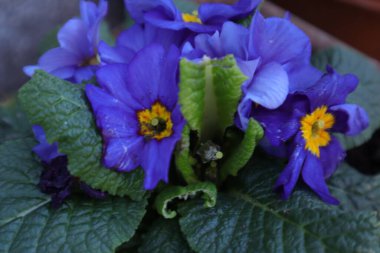 Bahçedeki Bahar Çiçekleri, Primerose, Primula Vulgaris