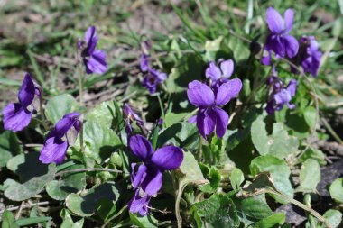 Bahçedeki Bahar Çiçekleri, Tatlı Menekşeler, Viola Koku