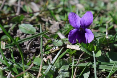 Bahçedeki Bahar Çiçekleri, Tatlı Menekşeler, Viola Koku