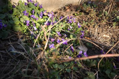 Bahçedeki Bahar Çiçekleri, Tatlı Menekşeler, Viola Koku