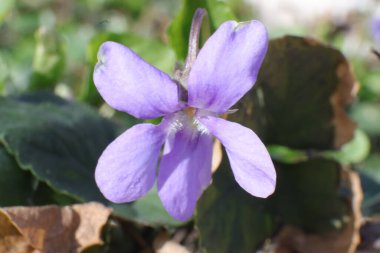 Bahçedeki Bahar Çiçekleri, Tatlı Menekşeler, Viola Koku, Makro