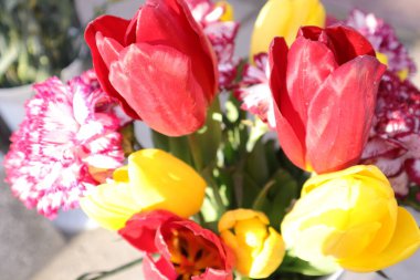 Bahçedeki güzel laleler