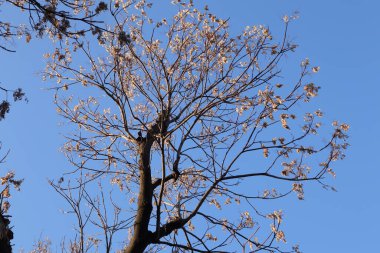 Bahçedeki bir ağacın manzarası
