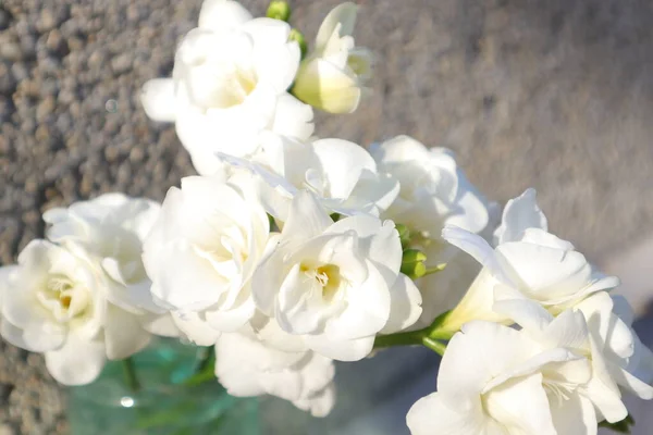 Frühlingsblumen Einem Garten Freesia — Stockfoto