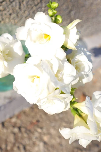 Flores Primavera Jardim Freesia — Fotografia de Stock