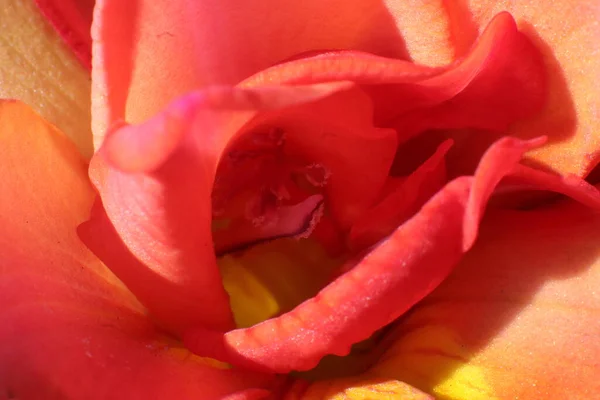 弗里斯兰 花园中的春花 — 图库照片