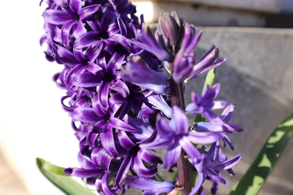 ヒヤシンスの庭の春の花 — ストック写真