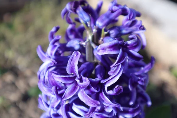 Άνοιξη Λουλούδια Έναν Κήπο Hyacynth — Φωτογραφία Αρχείου