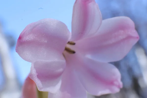 Άνοιξη Λουλούδια Έναν Κήπο Hyacynth — Φωτογραφία Αρχείου