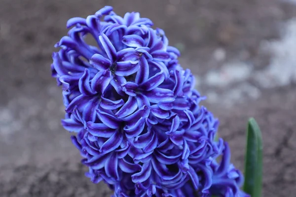 ヒヤシンスの庭の春の花 — ストック写真