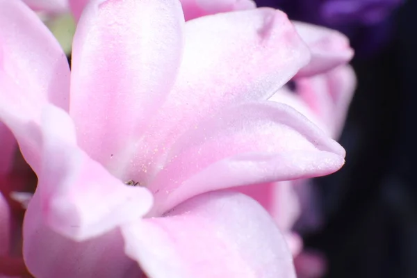 Flores Primavera Jardim Hyacynth — Fotografia de Stock