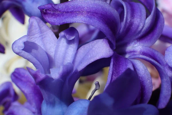 Frühlingsblumen Einem Garten Hyazynthe — Stockfoto