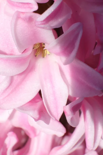 Wiosenne Kwiaty Ogrodzie Hiacynt — Zdjęcie stockowe