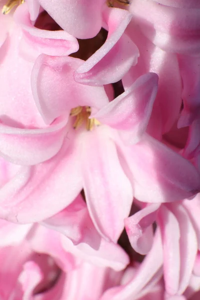 Flores Primavera Jardim Hyacynth — Fotografia de Stock