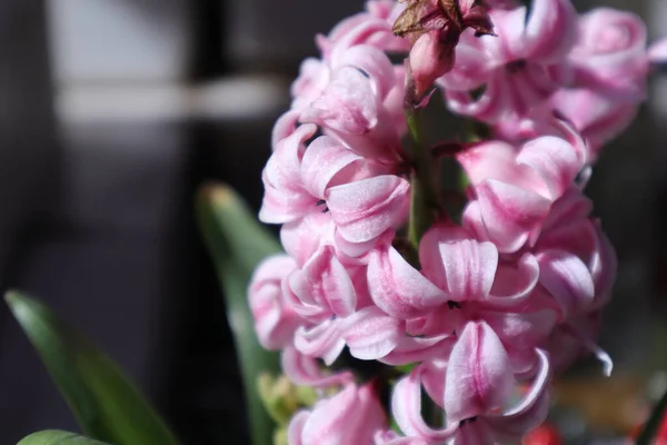 Wiosenne Kwiaty Ogrodzie Hiacynt — Zdjęcie stockowe