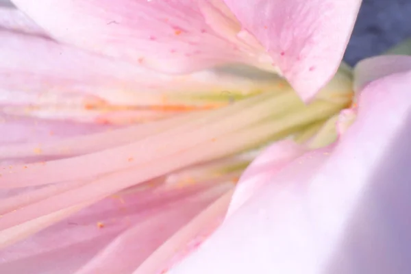 Flores Primavera Jardín Lilly — Foto de Stock