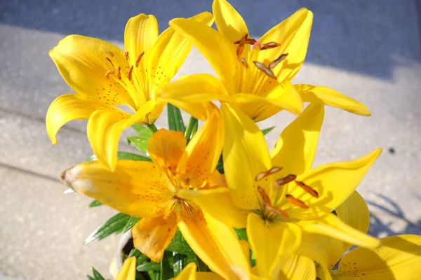 Wiosenne Kwiaty Ogrodzie Lilly — Zdjęcie stockowe