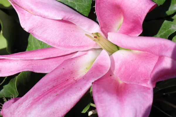 Весенние Цветы Саду Лили — стоковое фото