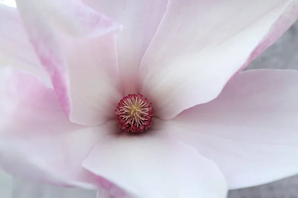 Frühlingsblumen Garten Magnolie — Stockfoto