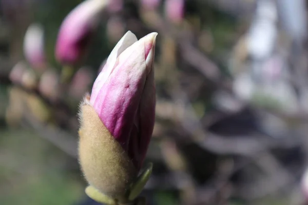 Kevään Kukkia Puutarhassa Magnolia — kuvapankkivalokuva
