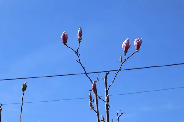 Wiosenne Kwiaty Ogrodzie Magnolia — Zdjęcie stockowe