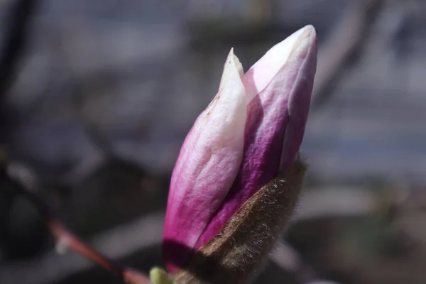 Flores Primavera Jardim Magnolia — Fotografia de Stock