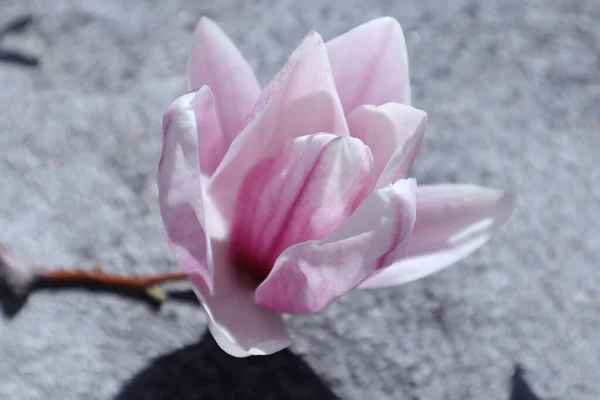 庭の春の花 マグノリア — ストック写真