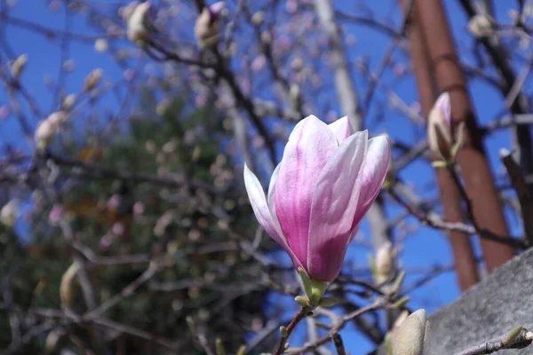 庭の春の花 マグノリア — ストック写真