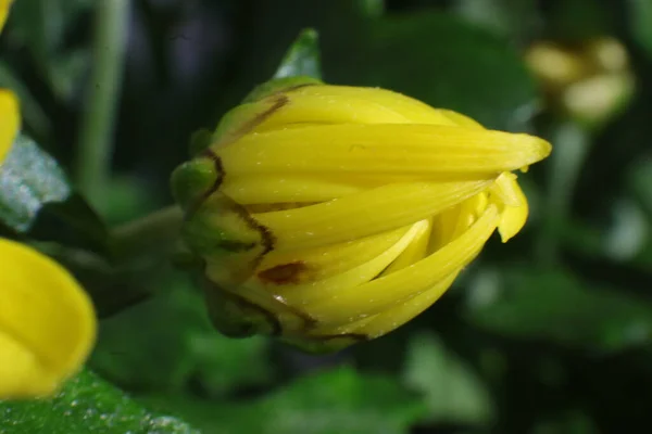 Άνοιξη Λουλούδια Έναν Κήπο Milton Chrysanthemum Indicum — Φωτογραφία Αρχείου