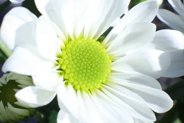Весенние Цветы Саду Milton Chrysanthemum Indicum — стоковое фото