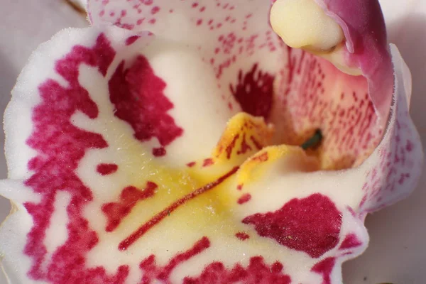 Fleurs Printemps Dans Jardin Orchidée Macro — Photo