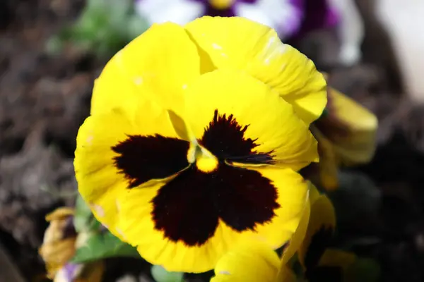 Bahçedeki Bahar Çiçekleri, Pansy