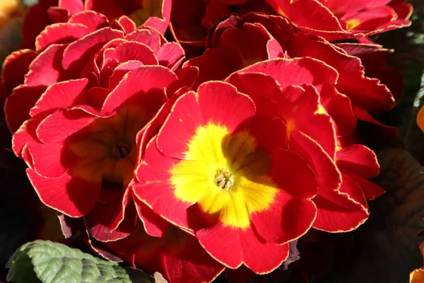 Bahçedeki Bahar Çiçekleri, Primerose, Primula Vulgaris