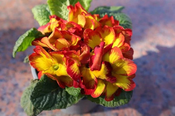 Bahçedeki Bahar Çiçekleri, Primerose, Primula Vulgaris