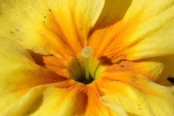 春天花园的花朵 Primerose Primula Vulgaris — 图库照片