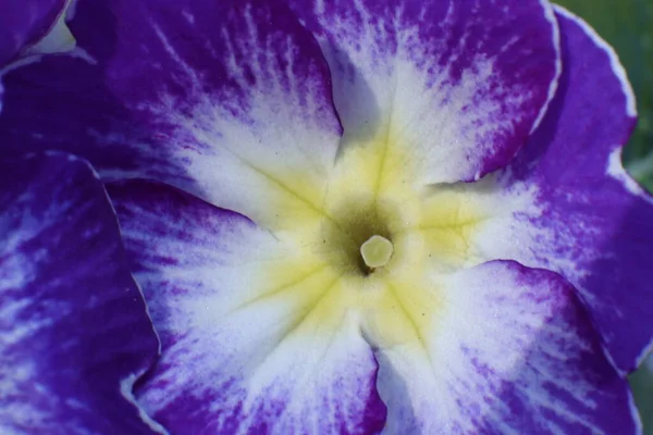 Wiosenne Kwiaty Ogrodzie Primerose Primula Vulgaris — Zdjęcie stockowe