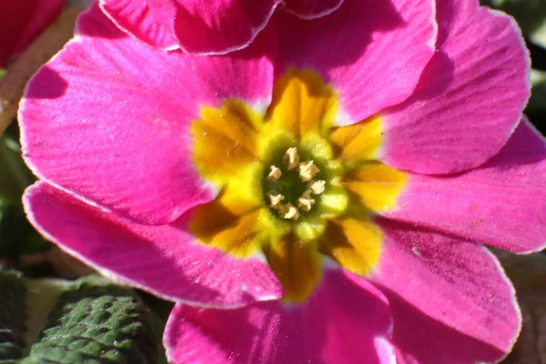 庭の春の花 プリムラ バルガリス プリムラ バルガリス — ストック写真