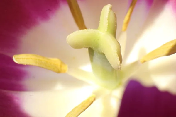 Весенние Цветники Саду Primerose Primula Garis — стоковое фото