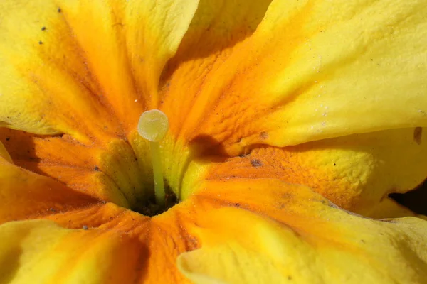 Frühlingsblumen Garten Primerose Primula Vulgaris — Stockfoto
