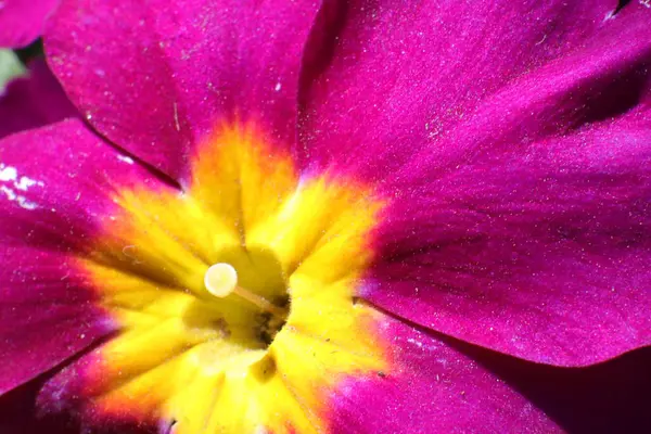 Flores Primavera Jardín Primerosa Primula Vulgaris — Foto de Stock