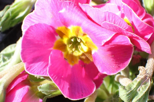 Fiori Primavera Giardino Primerosa Primula Vulgaris — Foto Stock